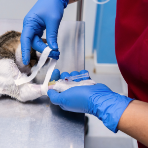 Powder-free nitrile examination gloves supplied by Pinnacle PPE South Africa